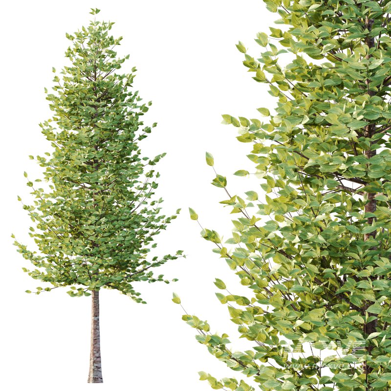 Tilia platyphyllos Tree 07 - Image 5