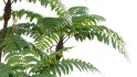 Collection 09 – Fern Garden - Thumbnail 21