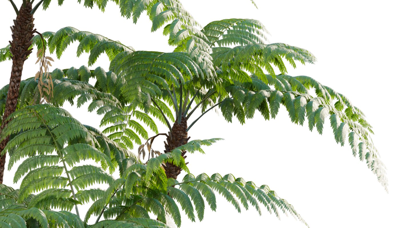 Collection 09 – Fern Garden - Image 21