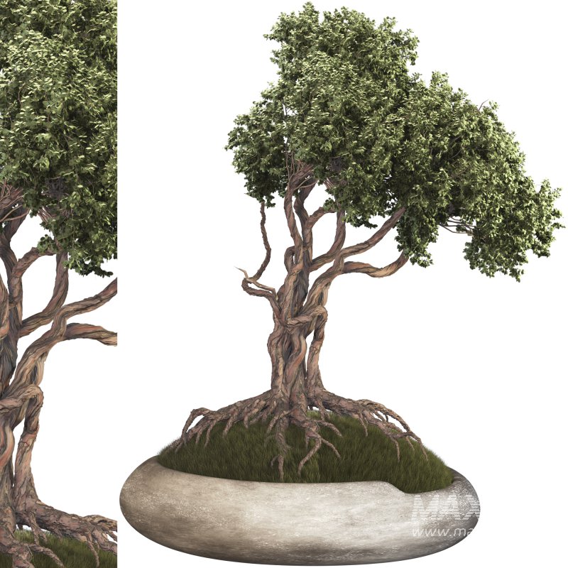 Bonsai - Image 1