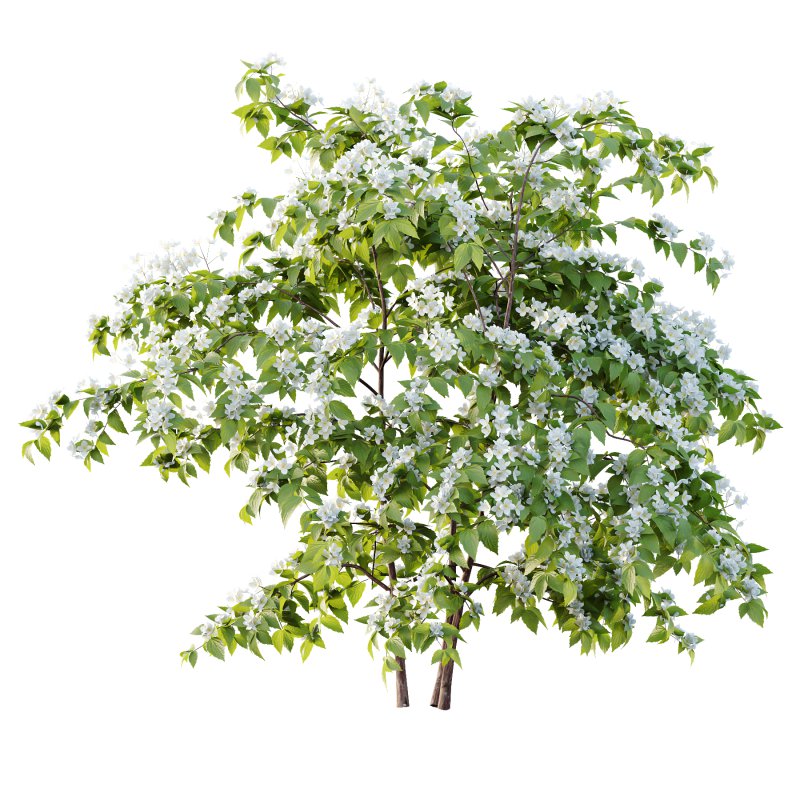 Philadelphia Bush 01 - Image 4