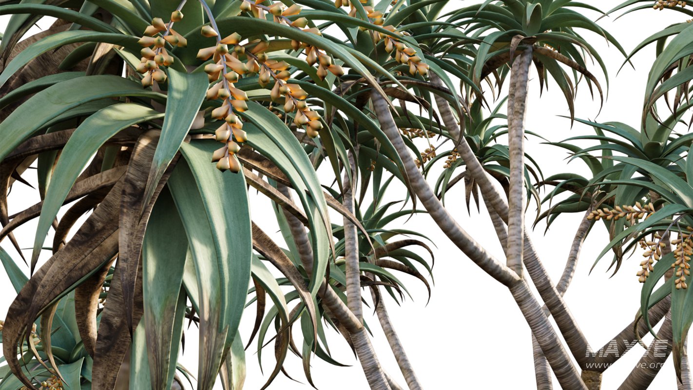 Collection 12 – Desert Garden - Image 15