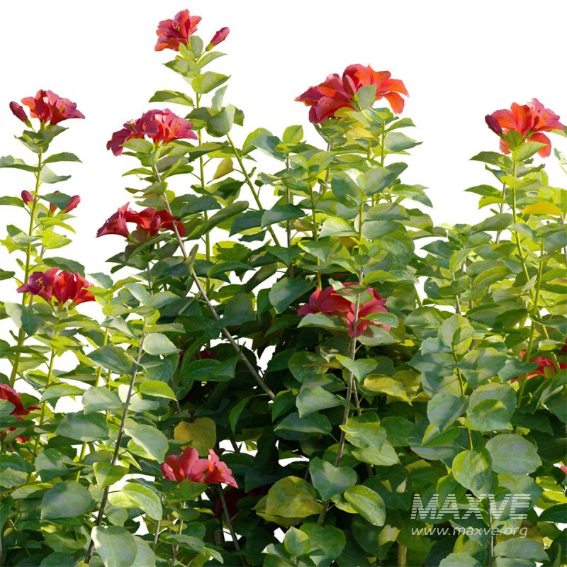 Hibiscus fragilis – Mandrinette – Chinese hibiscus – Hibiscus rosa - Image 2