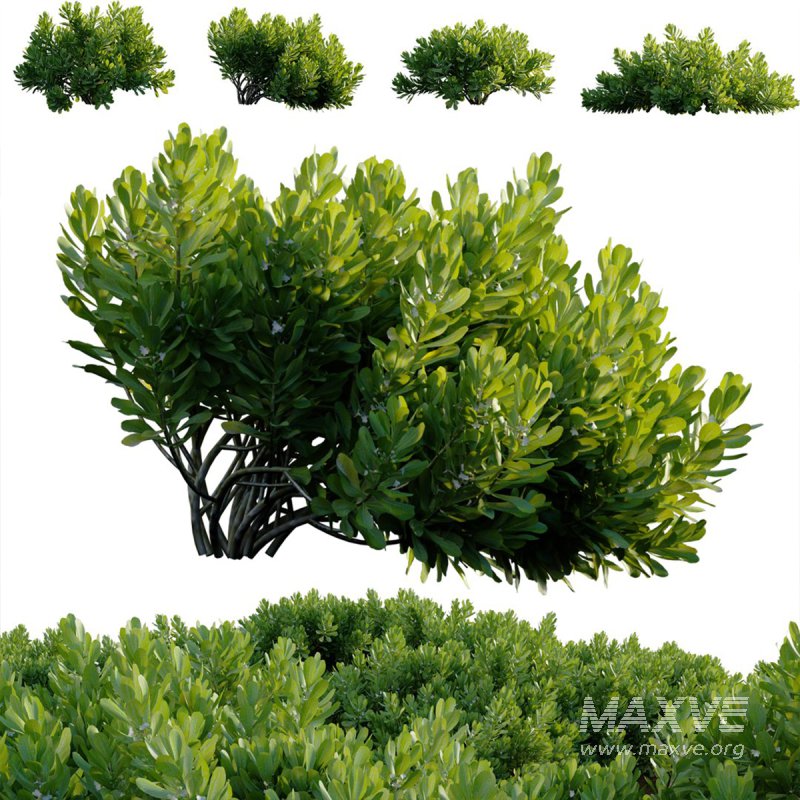 Scaevola Taccada – Beach Cabbage 01 - Image 2