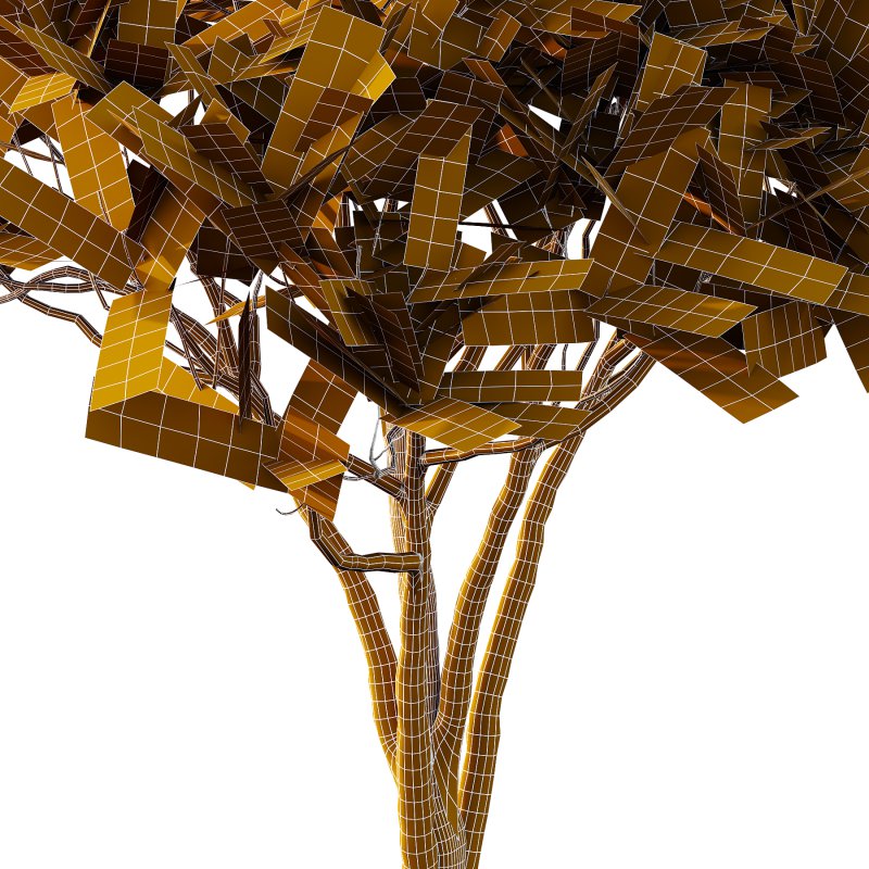 Plumeria Obtusa plant 03 - Image 6