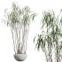AV Indoor Plants Set 331 Ficus Dracaena Marginata and Alnus Glutinosa Alder and Aloe Vera - Thumbnail 5
