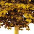 Tilia platyphyllos Tree 11 - Thumbnail 5