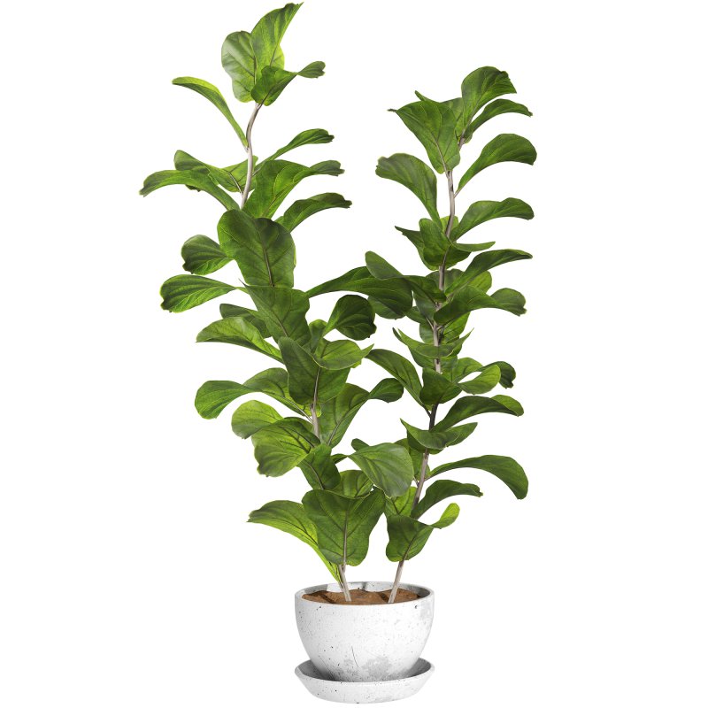 Bonsai Jungle Ficus Fiddle Leaf Fig 444 - Image 4