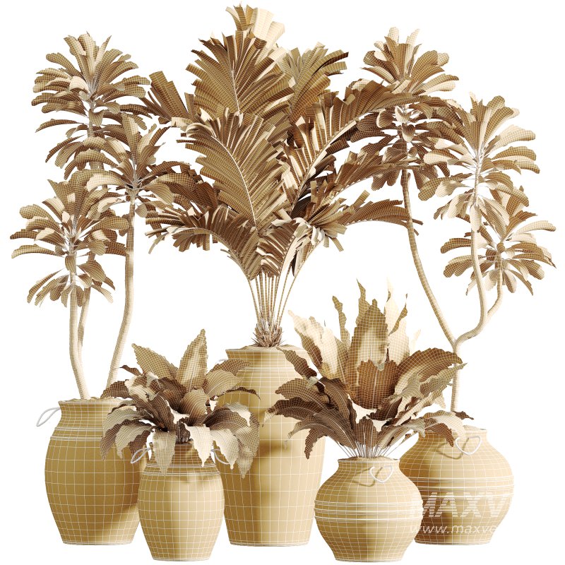 AV Indoor Plants Set 314 Spathiphyllum Wallisii and Cyara Areca Palm and Euphorbia Drupifera - Image 7
