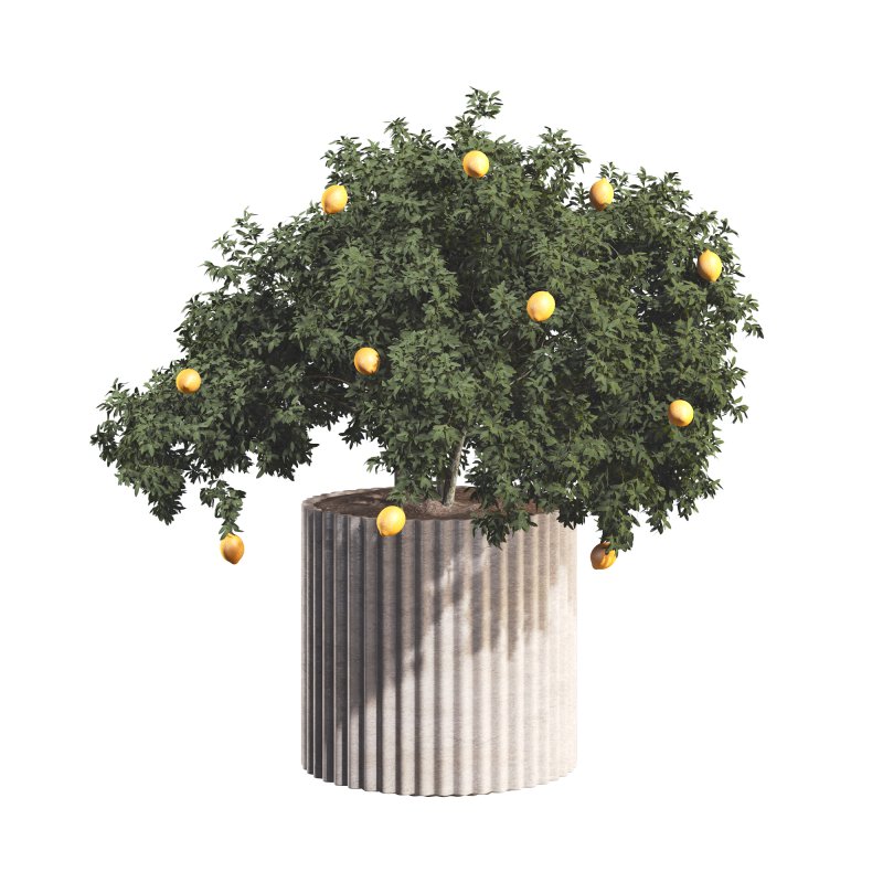 Lemon Tree in Pot Collection - Image 2