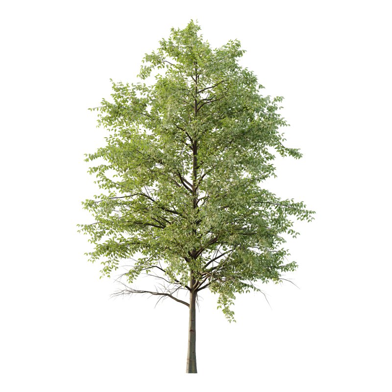 Celtis australis Tree 09 - Image 4