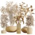 AV Indoor Plants Set 335 Banana Nicolai and Olive and Ficus Dracaena Marginata - Thumbnail 7