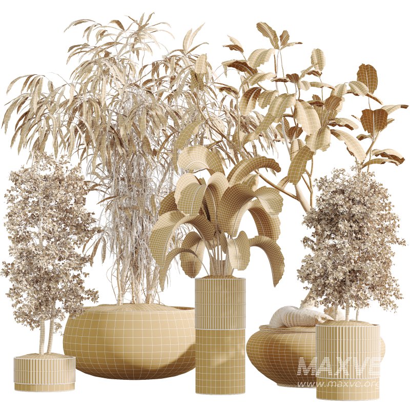 AV Indoor Plants Set 335 Banana Nicolai and Olive and Ficus Dracaena Marginata - Image 7