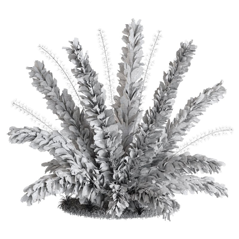 Natural dried pampas grass - Image 4