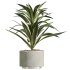 AV Indoor Plants Set 328 Olive and Yucca Rostrata Palm and Dracaena Lemon - Thumbnail 3