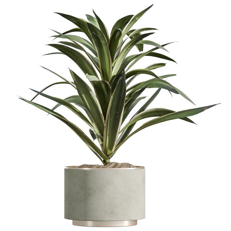 AV Indoor Plants Set 328 Olive and Yucca Rostrata Palm and Dracaena Lemon - Image 3