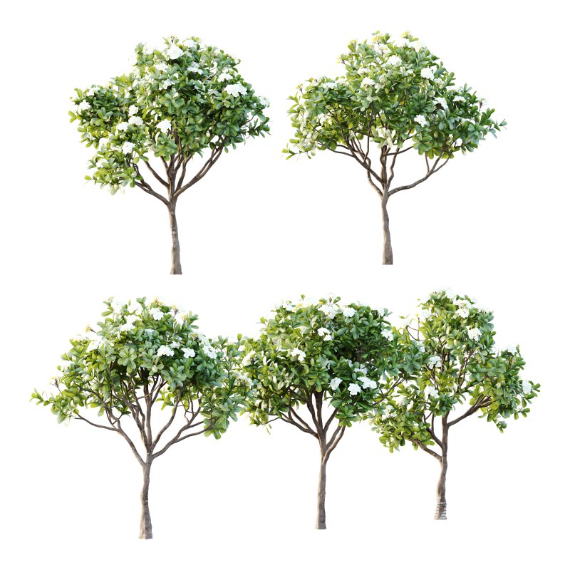 Plumeria Obtusa plant 05 - Image 1