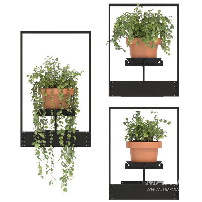 Boho Hanging Plants 04 - Image 5