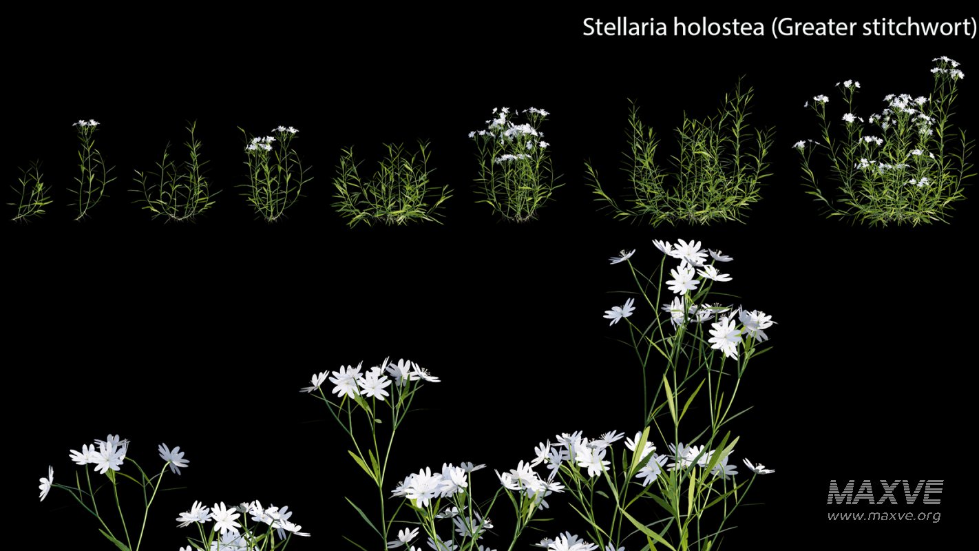 Collection 14 – English Garden - Image 36