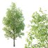 Celtis australis Tree 03 - Thumbnail 2