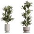 AV Indoor Plants Set 355 Dracaena Lime Cane Dragon and Elegant Monstera and Mission Kalamata - Thumbnail 4