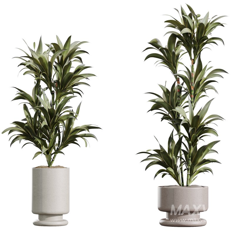 AV Indoor Plants Set 355 Dracaena Lime Cane Dragon and Elegant Monstera and Mission Kalamata - Image 4