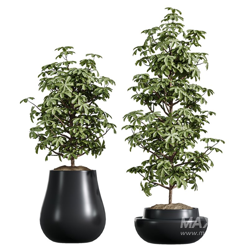 AV Indoor Plants Set 337 Dracaena Lemon and chefflera Umbrella and Rhapis Excelsa Palm - Image 2