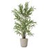 AV Indoor Plants Set 351 Dypsis Palm and Ficus Binnendijki and Ficus Cyathistipula and Elegant Monstera - Thumbnail 2