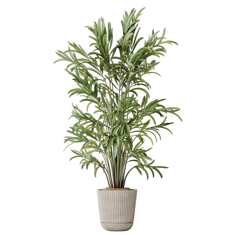 AV Indoor Plants Set 351 Dypsis Palm and Ficus Binnendijki and Ficus Cyathistipula and Elegant Monstera - Image 2