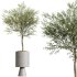 AV Indoor Plants Set 343 Eucalyptus Bouquet and Olive and Ficus Dracaena and Sansevieria - Thumbnail 4
