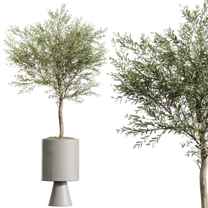 AV Indoor Plants Set 343 Eucalyptus Bouquet and Olive and Ficus Dracaena and Sansevieria - Image 4