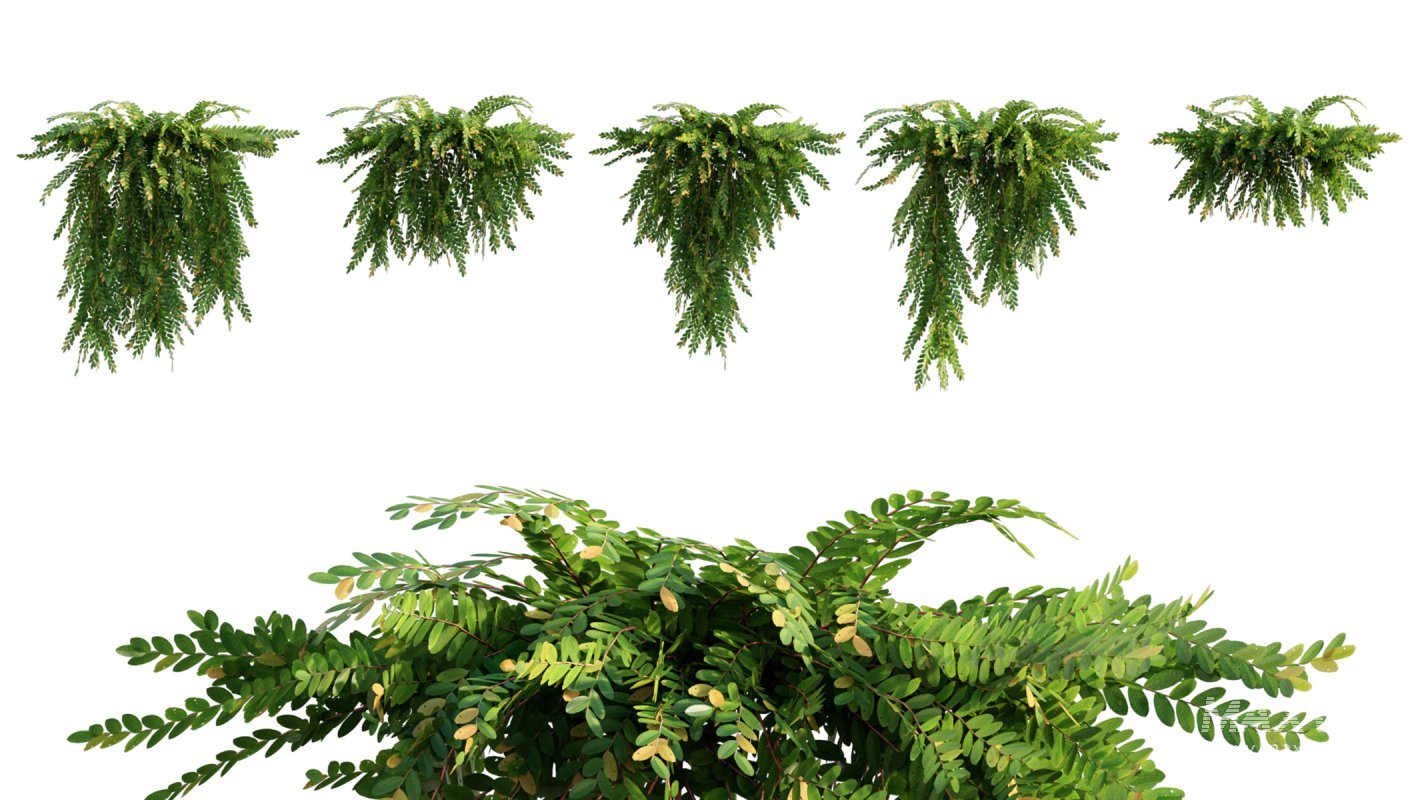 Collection 06 – Japanese Garden - Image 14