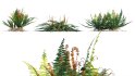 Collection 09 – Fern Garden - Thumbnail 40