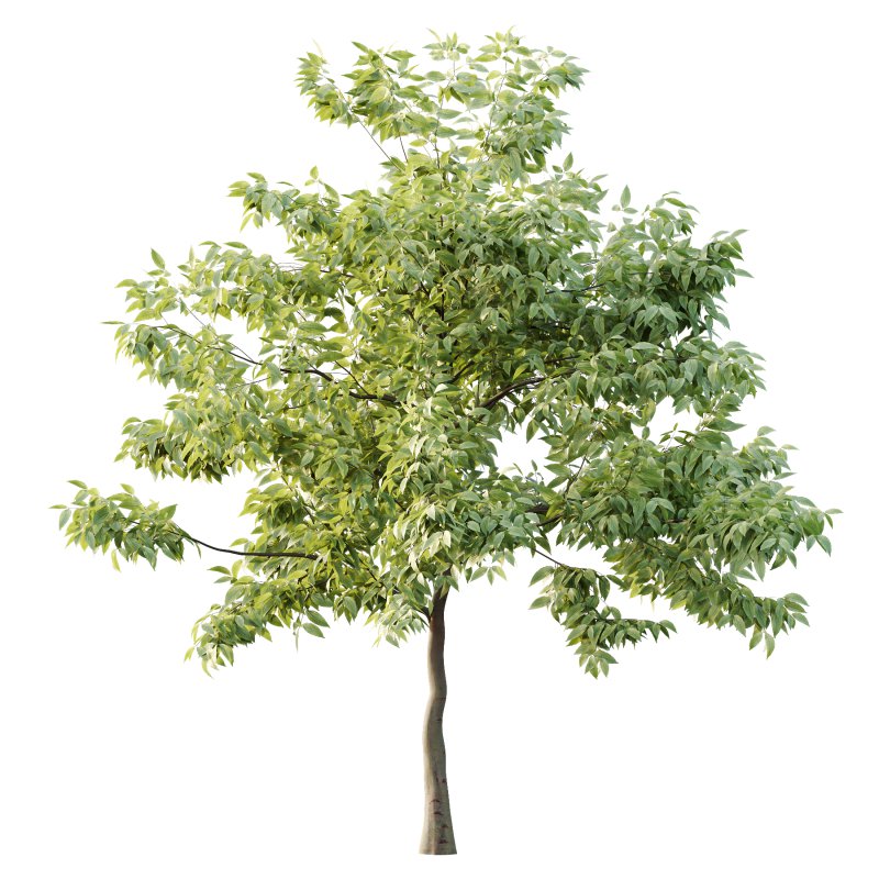 Celtis australis Tree 10 - Image 2