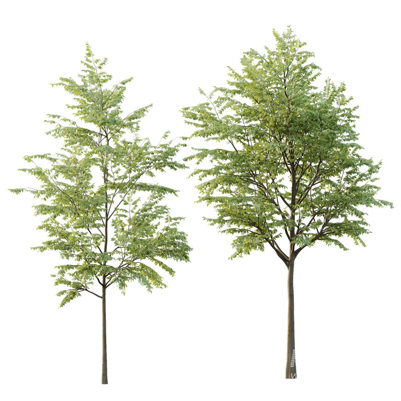 Celtis australis Tree 01 - Image 5