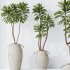 AV Indoor Plants Set 329 Euphorbia Drupifera and Spathiphyllum Lily and Monstera Deliciosa - Thumbnail 5