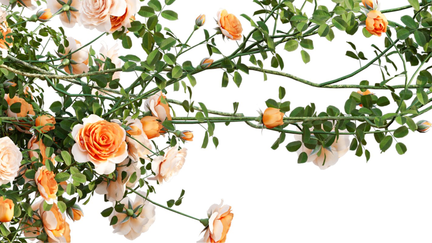 Collection 08 – Rose Garden - Image 44