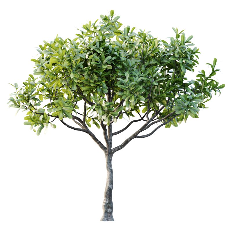 Plumeria Obtusa plant 02 - Image 7