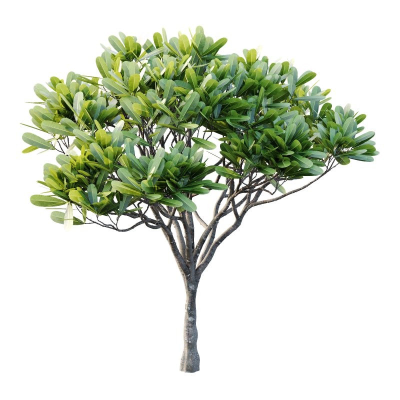 Plumeria Obtusa plant 03 - Image 3