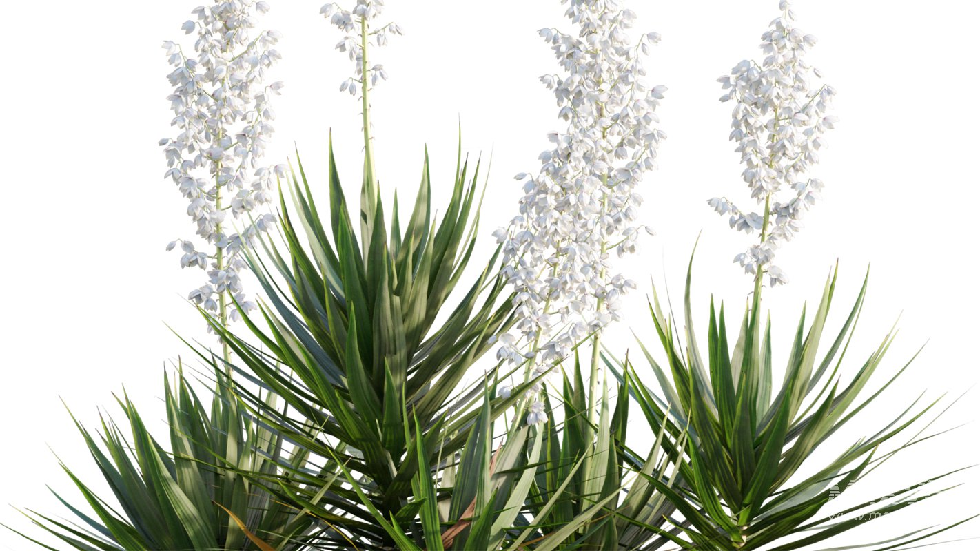 Collection 12 – Desert Garden - Image 42