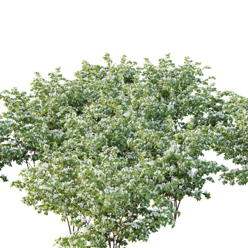 Philadelphia Bush 03 - Image 5