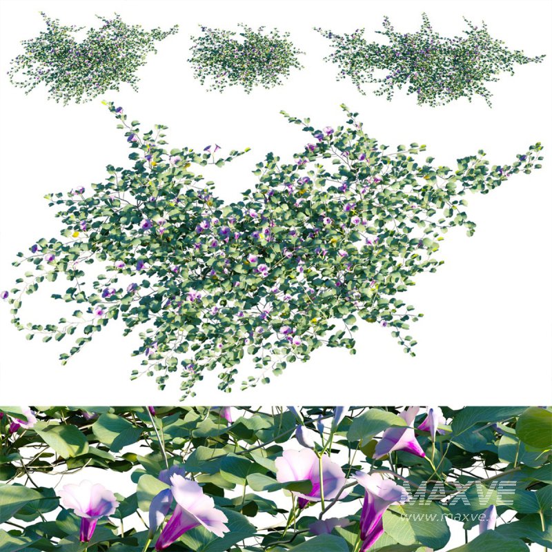 Ipomoea pes – caprae – Beach Morning Glory - Image 1