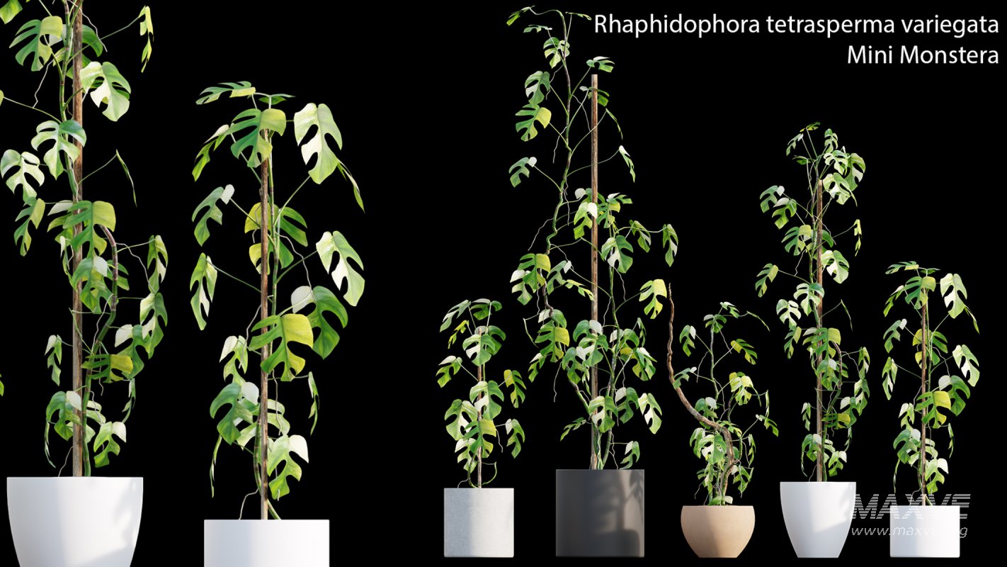 Collection 15 – Interior Plants - Image 19