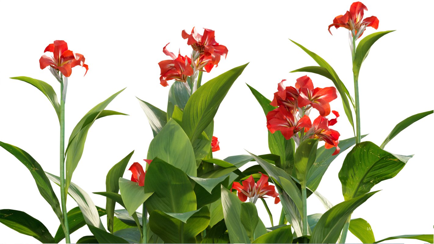 Collection 07 – Central America Garden - Image 35