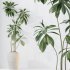 AV Indoor Plants Set 347 Arbequina Olive and Ficus Cyathistipula and Cunjevoi Alocasia and Yucca Palm - Thumbnail 10