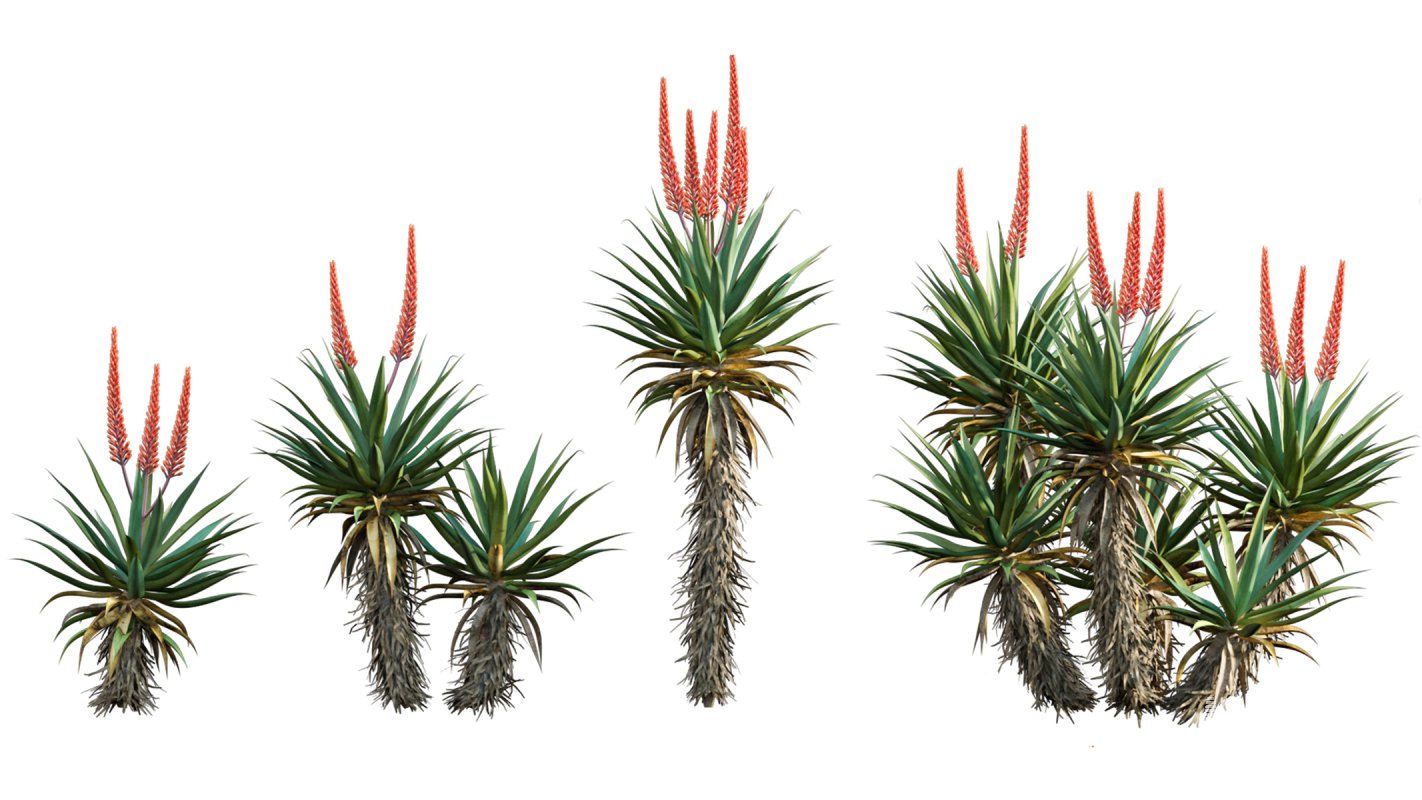 Collection 02 – Mediterrannean Garden - Image 10