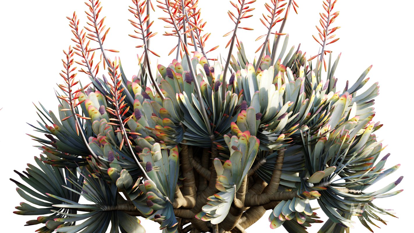 Collection 12 – Desert Garden - Image 20