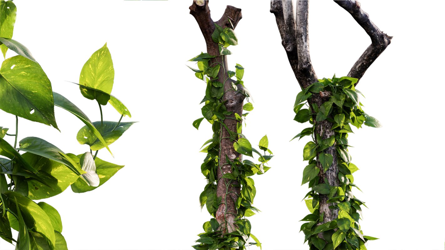 Collection 07 – Central America Garden - Image 11