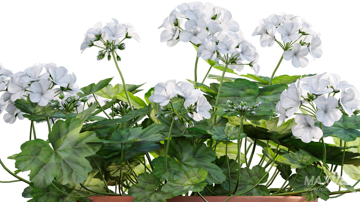 Collection 07 – Central America Garden - Image 13