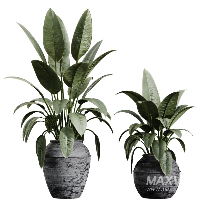 AV Indoor Plants Set 322 Fruit Orange Tree and Ficus Tineke Rubber and Aloe Vera - Image 4
